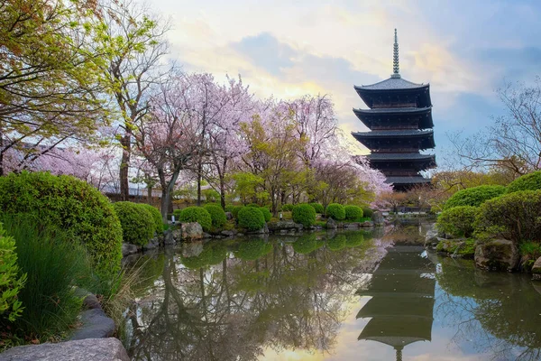 Kyoto, Japonya 'daki Toji Tapınağı ilkbaharda çiçek açan güzel kiraz çiçekleriyle