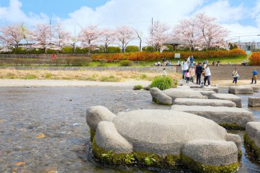 Kyoto, Japonya - 2 Nisan 2023: Kamogawa Nehri, Kyoto 'nun ilkbahar döneminde en iyi kiraz çiçeklerinden biridir.