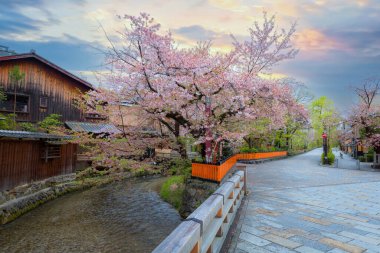 Shinbashi dori, Japonya 'nın Kyoto şehrinde kiraz çiçekleri açan Gion semtinin ikonik mekanı. 