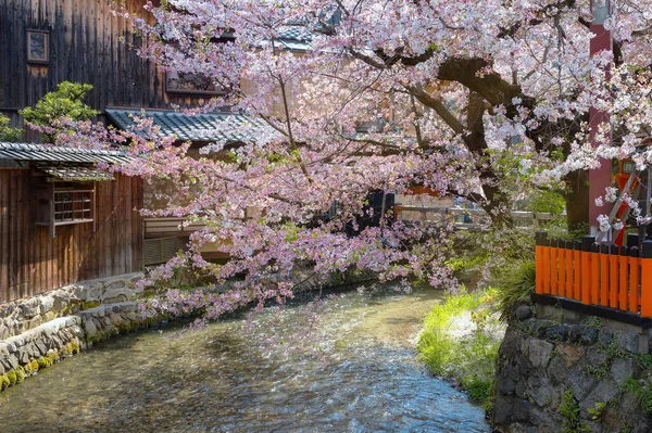 Shinbashi dori, Japonya 'nın Kyoto şehrinde kiraz çiçekleri açan Gion semtinin ikonik mekanı. 