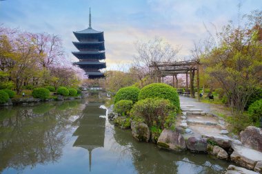 Kyoto, Japonya 'daki Toji Tapınağı ilkbaharda çiçek açan güzel kiraz çiçekleriyle