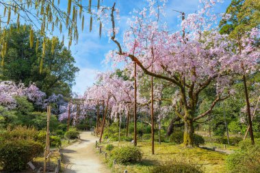Heian Jingu Bahçesi çeşitli bitki, göletler, binalar ve ağlayan kiraz ağaçları olan bir bahçedir. Bu da onu Kyoto 'daki en iyi kiraz çiçeklerinden biri yapar.