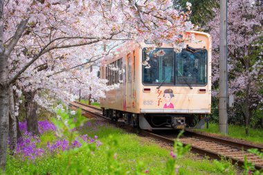 Kyoto, Japonya - 31 Mart 2023: Keifuku Tramvayı Keifuku Electric Railroad tarafından işletilmektedir. İki tramvay hattından oluşuyor ve Kyoto şehrinin batısındaki en iyi kiraz çiçeklerinden biri.