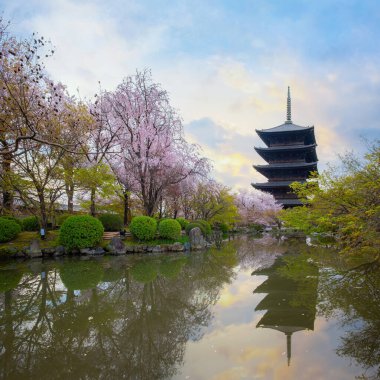 Toji Tapınağı, başkent 700 yılı sonlarında Kyoto 'ya taşındıktan sonra Heian Dönemi' nin başında kuruldu. Kyoto şehrinin en iyi kiraz çiçeklerinden biridir..