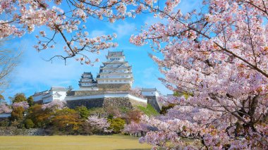 Himeji Kalesi namı diğer Hyogo 'daki Beyaz Balıkçıl Kalesi baharda çiçek açmış sakura ile. Kale hem ulusal bir hazine hem de dünya mirası..