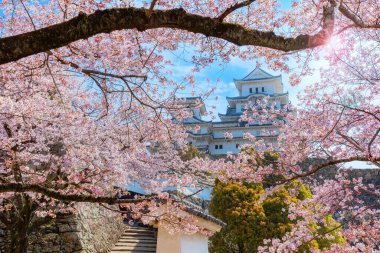 Himeji Kalesi namı diğer Hyogo 'daki Beyaz Balıkçıl Kalesi baharda çiçek açmış sakura ile. Kale hem ulusal bir hazine hem de dünya mirası..