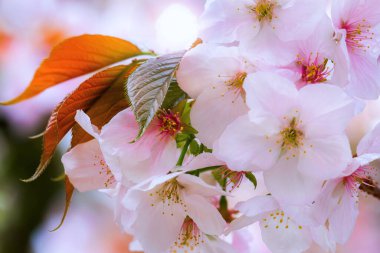 Kyoto Japonya 'daki Ninnaji Tapınağı' nda çiçek açan kiraz çiçeği. 