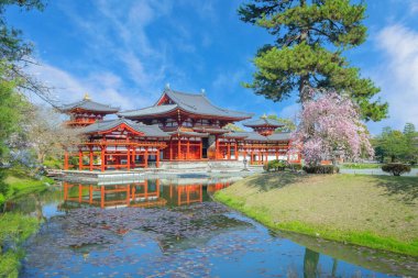 Kyoto, Japonya 'daki Phoenix Byodo-in Tapınağı ilkbaharda kiraz çiçekleri açarken