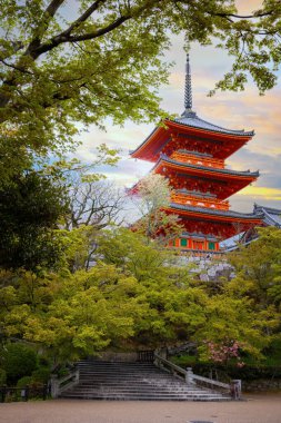 Kyoto, Japonya 'daki Phoenix Byodo-in Tapınağı ilkbaharda kiraz çiçekleri açarken