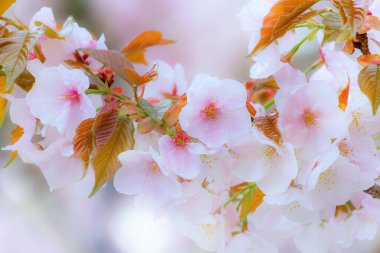 Kyoto Japonya 'daki Ninnaji Tapınağı' nda Güzel Çiçekli Kiraz Çiçeği 