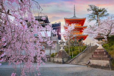 Japonya 'nın Kyoto kentindeki Kiyomizu-dera tapınağında ilkbahar zamanı çiçek açan güzel kiraz çiçekleri.