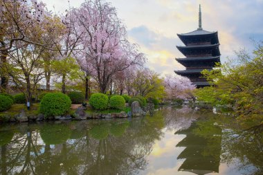 Kyoto, Japonya 'daki Toji Tapınağı ilkbaharda çiçek açan güzel kiraz çiçekleriyle