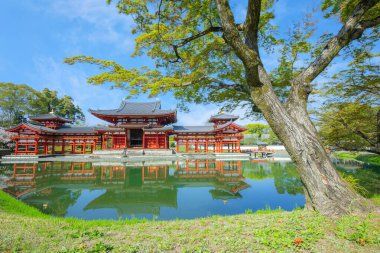 Kyoto, Japonya 'daki Phoenix Byodo-in Tapınağı ilkbaharda kiraz çiçekleri açarken