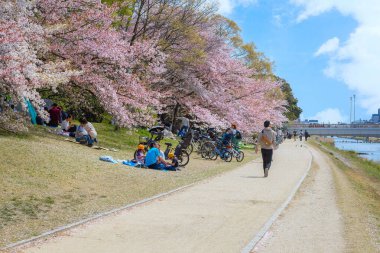 Kyoto, Japonya - 2 Nisan 2023: Kamogawa Nehri, Kyoto 'nun ilkbahar döneminde en iyi kiraz çiçeklerinden biridir.