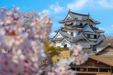 Shiga vilayetindeki Hikone Şatosu. Çiçek açan kiraz çiçekleri mevsimi boyunca.