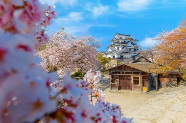 Shiga vilayetindeki Hikone Şatosu. Çiçek açan kiraz çiçekleri mevsimi boyunca.