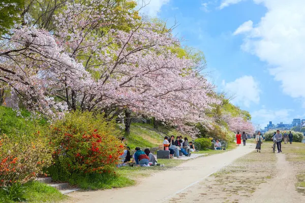 Kyoto, Japonya - 2 Nisan 2023: Kamogawa Nehri, Kyoto 'nun ilkbahar döneminde en iyi kiraz çiçeklerinden biridir.