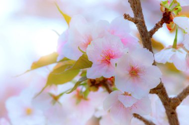 Kyoto Japonya 'daki Ninnaji Tapınağı' nda Güzel Çiçekli Kiraz Çiçeği 