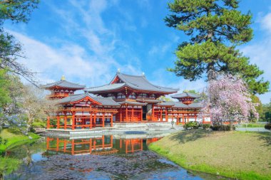 Kyoto, Japonya 'daki Phoenix Byodo-in Tapınağı ilkbaharda kiraz çiçekleri açarken
