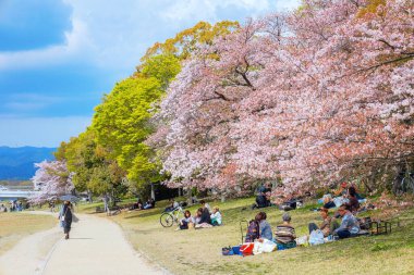 Kyoto, Japonya - 2 Nisan 2023: Kamogawa Nehri, Kyoto 'nun ilkbahar döneminde en iyi kiraz çiçeklerinden biridir.