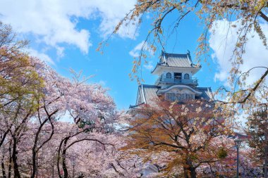 Shiga Bölgesi 'ndeki Nagahama Şatosu, Japonya kiraz çiçeği mevsimi boyunca