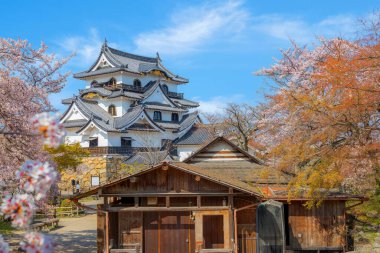 Shiga ilindeki Hikone Şatosu. Çiçek açan kiraz çiçekleri mevsiminde Japonya.