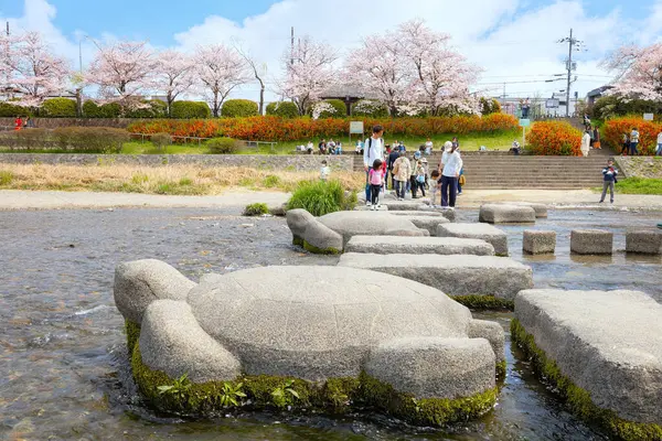 Kyoto, Japonya - 2 Nisan 2023: Kamogawa Nehri, Kyoto 'nun ilkbahar döneminde en iyi kiraz çiçeklerinden biridir.