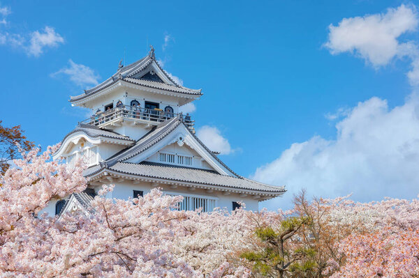 Замок Нагахама в префектуре Сига, Япония во время сезона цветения вишни