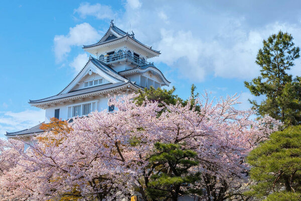 Замок Нагахама в префектуре Сига, Япония во время сезона цветения вишни