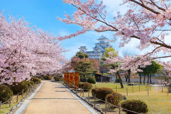 Himeji Kalesi namı diğer Hyogo, Japonya 'daki Beyaz Balıkçıl Kalesi baharda çok güzel çiçek açan sakura ile.