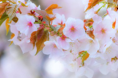 Kyoto Japonya 'daki Ninnaji Tapınağı' nda Güzel Çiçekli Kiraz Çiçeği 