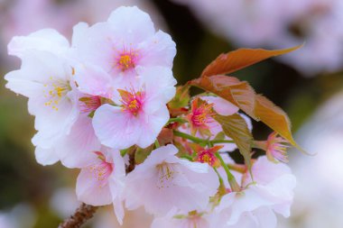 Kyoto Japonya 'daki Ninnaji Tapınağı' nda Güzel Çiçekli Kiraz Çiçeği 