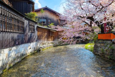 Kyoto 'da Shinbashi dori, Japonya' da güzel bir çiçek açan kiraz çiçeğiyle 