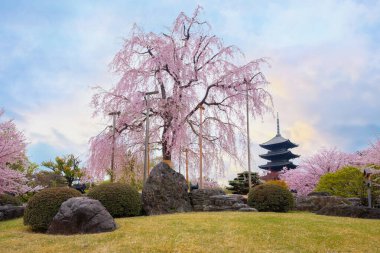 Kyoto, Japonya 'daki Toji Tapınağı ilkbaharda çiçek açan güzel kiraz çiçekleriyle