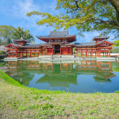 Kyoto, Japonya 'daki Phoenix Byodo-in Tapınağı ilkbaharda kiraz çiçekleri açarken