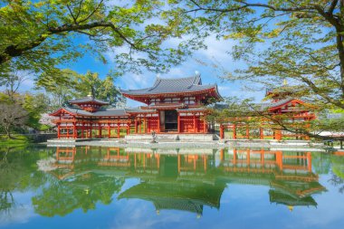 Kyoto, Japonya 'daki Phoenix Byodo-in Tapınağı ilkbaharda kiraz çiçekleri açarken