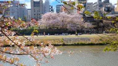 Kyoto, Japonya - 2 Nisan 2023: Kamogawa Nehri, Kyoto 'nun ilkbahar döneminde en iyi kiraz çiçeklerinden biridir.