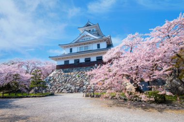 Shiga Bölgesi 'ndeki Nagahama Şatosu, Japonya kiraz çiçeği mevsimi boyunca