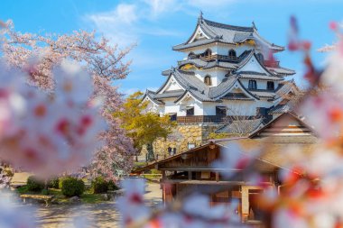 Shiga ilindeki Hikone Şatosu. Çiçek açan kiraz çiçekleri mevsiminde Japonya.