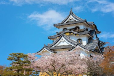 Shiga ilindeki Hikone Şatosu. Çiçek açan kiraz çiçekleri mevsiminde Japonya.