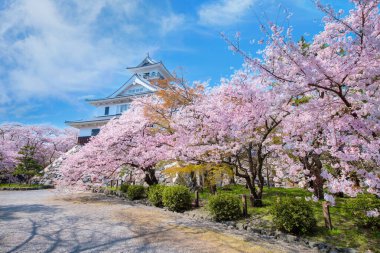 Shiga Bölgesi 'ndeki Nagahama Şatosu, Japonya kiraz çiçeği mevsimi boyunca