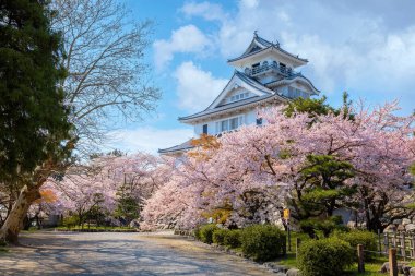 Shiga Bölgesi 'ndeki Nagahama Şatosu, Japonya kiraz çiçeği mevsimi boyunca
