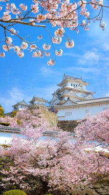 Himeji Kalesi namı diğer Hyogo, Japonya 'daki Beyaz Balıkçıl Kalesi baharda çok güzel çiçek açan sakura ile.