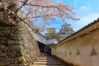 Himeji Kalesi namı diğer Hyogo, Japonya 'daki Beyaz Balıkçıl Kalesi baharda çok güzel çiçek açan sakura ile.