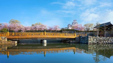 Himeji, Japonya 'daki Himeji Şatosu baharda kiraz çiçekleri açar.