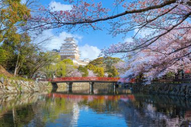 Japonya, Hyogo 'daki Himeji Şatosu baharda kiraz çiçeği açmış.