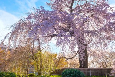 Japonya 'nın Kyoto kentindeki Maruyama Park' ında ilkbaharda ağlayan güzel Sakura.