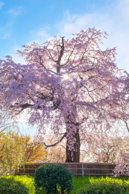 Japonya 'nın Kyoto kentindeki Maruyama Park' ında ilkbaharda ağlayan güzel Sakura.