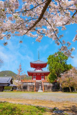 Daikakuji Temple in Kyoto, Japan during beautiful full bloom cherry blossom garden in spring 
