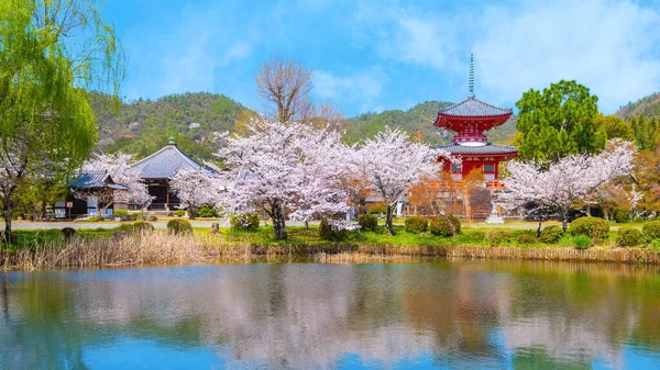 Daikakuji Temple in Kyoto, Japan during beautiful full bloom cherry blossom garden in spring 